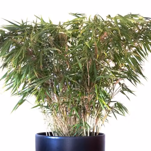 Thompson and Morgan Fargesia Rufa Hardy Bamboo, Two Toned Green and Grey Foliage, 2 x 19cm Potted Plants with 2 x Patio Pots – 1