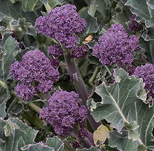 Thompson and Morgan Summer Purple Broccoli Sprouting Vegetable Seeds – 1