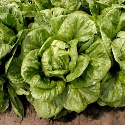 Thompson & Morgan Lettuce Globus Seeds, 130 Seeds per Packet