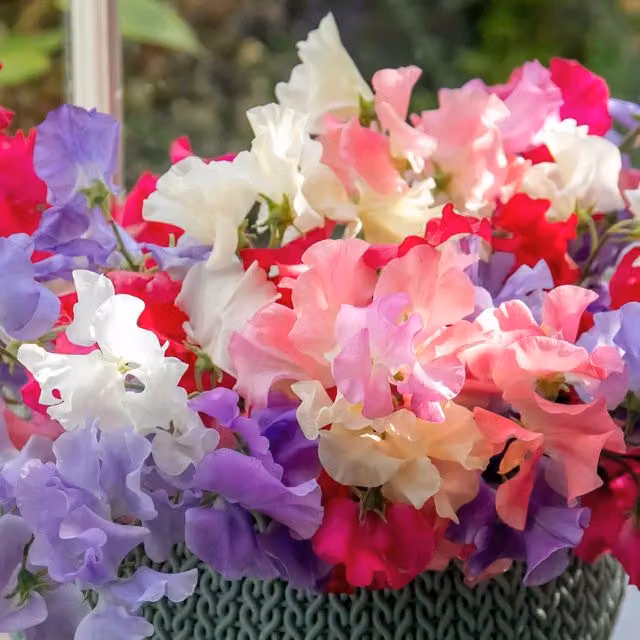 Unwins Signature Blend Multicolour Sweet Pea Climber Flower Seeds