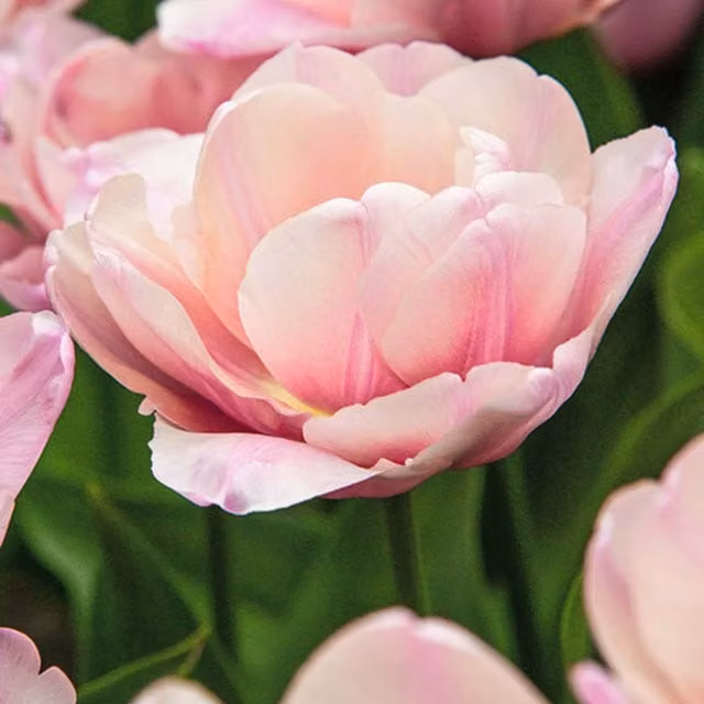 Plants By Post Pack of 15 Bold Pink Tulip Tabledance Bulbs