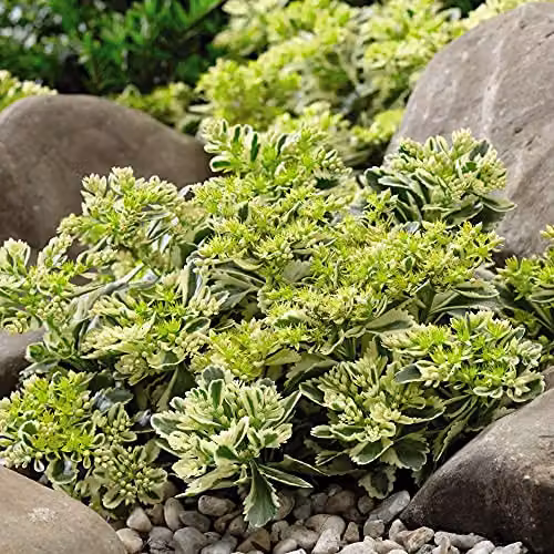 Thompson & Morgan Sedum Takesimense Atlantis Hardy Perennial with Yellow Blooms, 9cm Potted Plants – 2