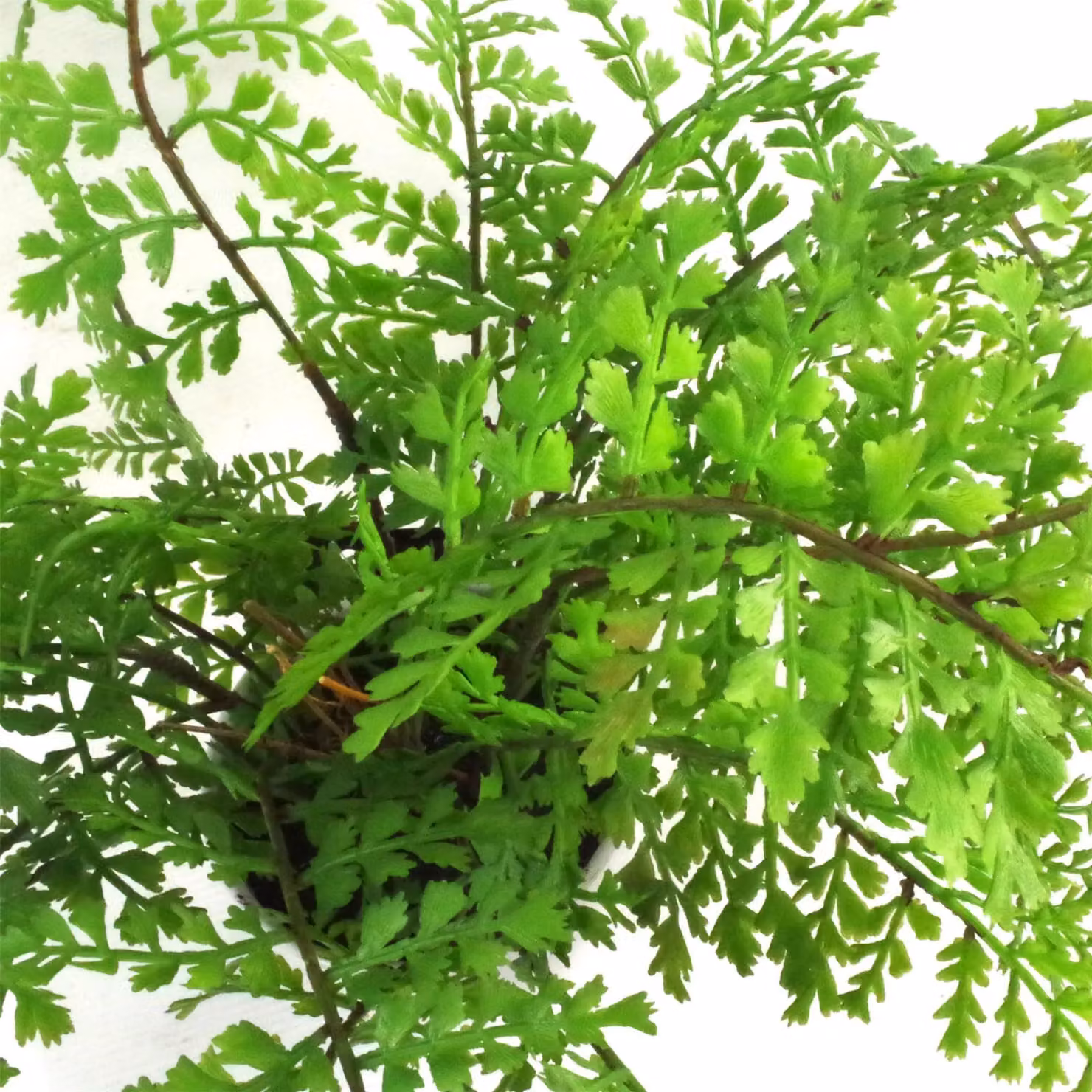 Leaf Design Green Artificial Potted Fern Plant H 40 cm x W 40 cm x D 30 cm – 3