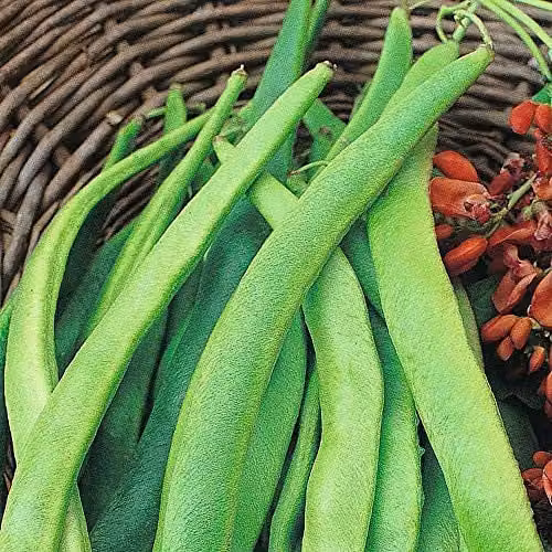 Thompson and Morgan Enorma Runner Bean Seeds, 40 Seeds
