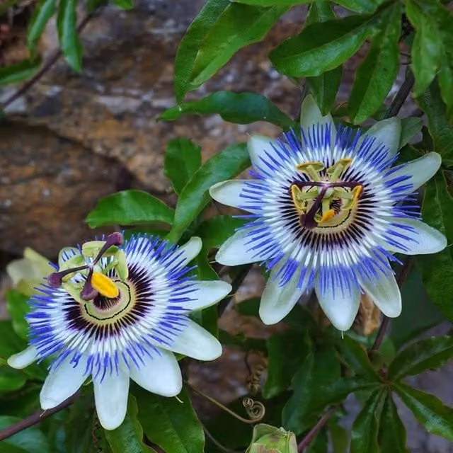 Plant Theory Passiflora Caerulea Blue Flowering Passion Flower Climber Vine, Green
