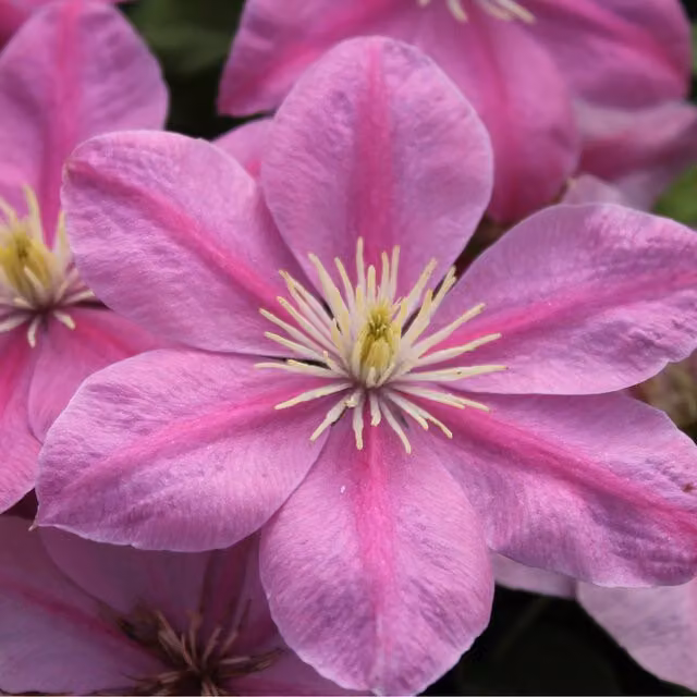 Plants By Post Clematis Alaina Soft Pink Perennial Climber
