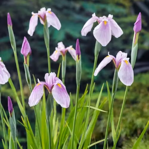 Thompson and Morgan Iris laevigata Pink Queen Hardy Japanese Water Iris, Lilac Pink and Purple with Yellow Markings, 2 x 9cm pots – 2