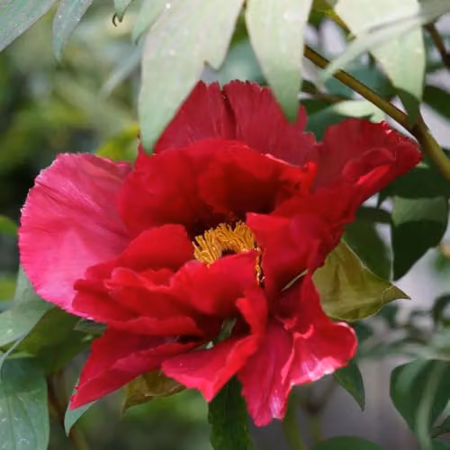 Thompson & Morgan Peony Scarlet Heaven Hardy Perennial, Red, 3.6 Litre Pot