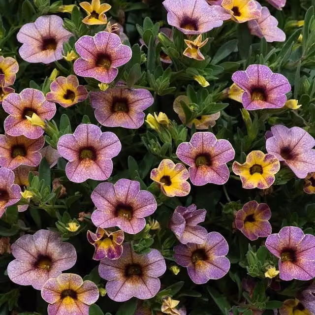 Plant Theory Set of 3 Pink and Multicolour Chameleon Blueberry Scone Petunia Calibrachoa Wescachablusc Ornamental Perennial Plants