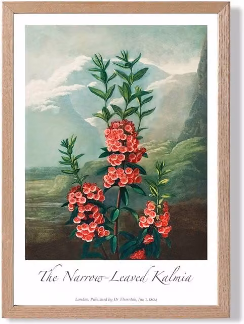 ARTZE Vintage Floral Kalmia Flowers Framed Print in Pink and Green with Oak Frame – 1