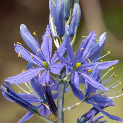 YouGarden Camassia Quamash Bulbs, 50 x Blue and Multicolour Spring Flowers, Size 6+ – 1