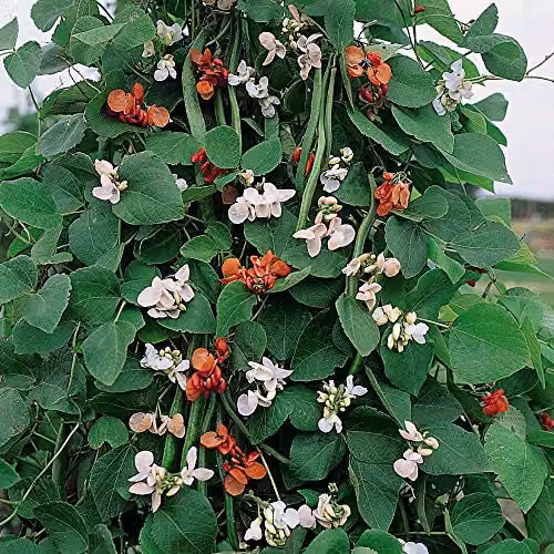 Thompson and Morgan Summer Flowered Mixed Runner Bean Seeds, 30 Seeds