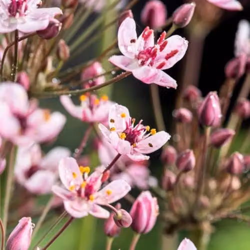 Thompson & Morgan Butomus umbellatus Flowering Rush Pink Marginal Aquatic Hardy Perennial, 3 x 1 Litre Pots – 3