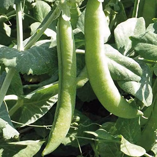 Thompson and Morgan Pea Eddy Hardy Annual Vegetable Seeds, 300 Seeds – 1