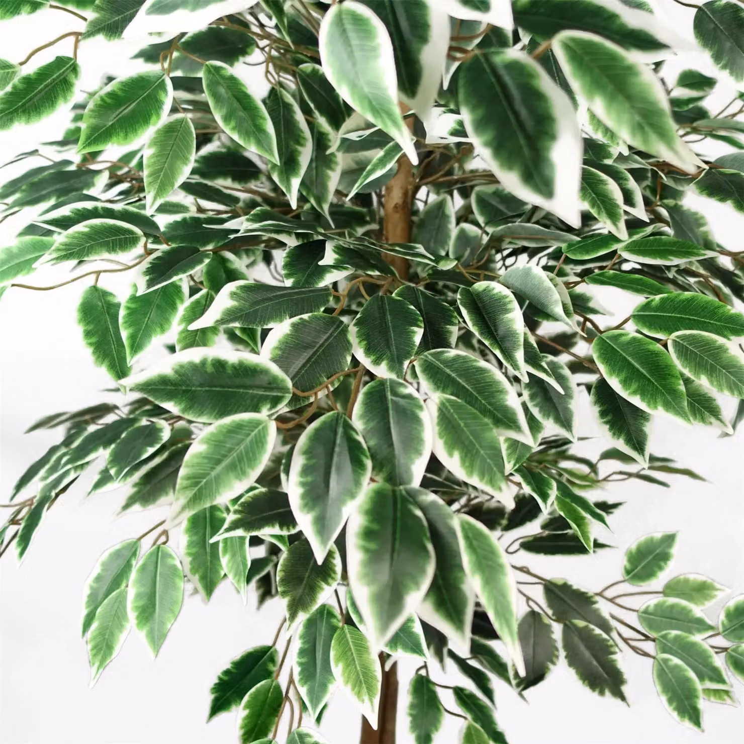 Leaf Green Artificial Silk Ficus Tree, Height: 150 cm – 3