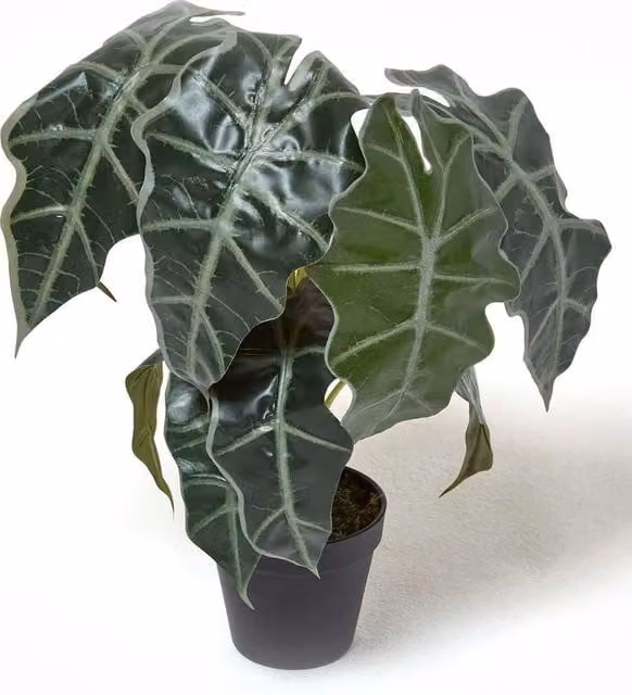 Homescapes Artificial Elephant Ear Plant in Green Pot, Height: 50 cm