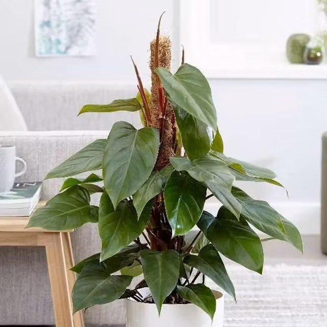 Primrose Philodendron Erubescens Red Emerald in a 19 cm Pot with 70 cm Green Moss Pole