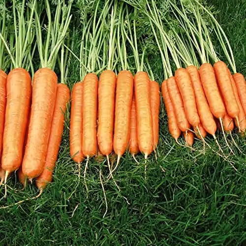 Thompson and Morgan Sweet Candle F1 Hybrid Carrot Seeds, Orange, 250 Seeds