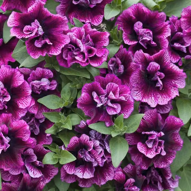 Set of 3 Tumbelina Compact Julianna Purple Petunia Bedding Plants in 9cm Pots