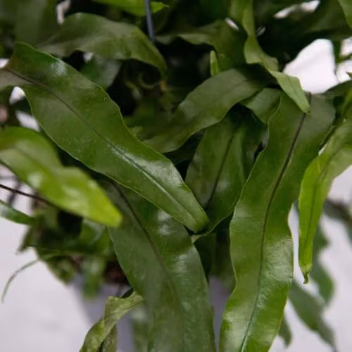 Thompson and Morgan Kangaroo Fern Microsorum diversifolium Indoor Houseplant with Ruffled Green Foliage, 12cm Pot – 2