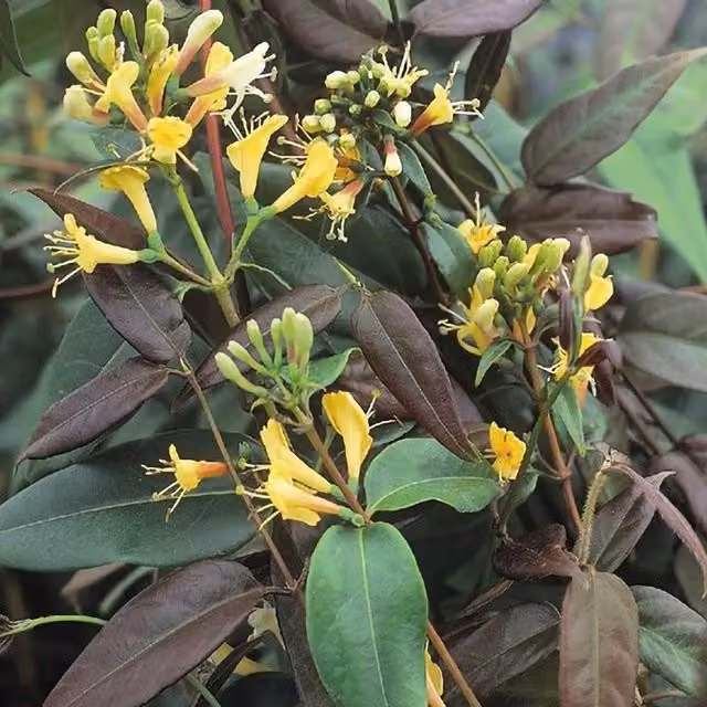 Plant Theory Lonicera Henryi Copper Beauty Yellow Flowering Climbing Plant, Green