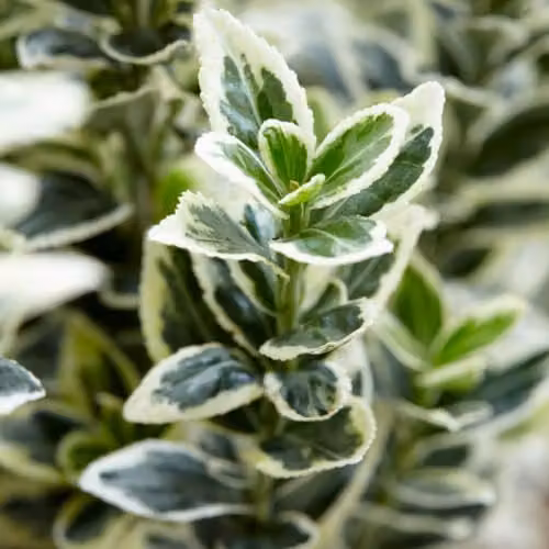 Thompson and Morgan Euonymus japonicus White Spire Variegated Evergreen Shrub, 9cm Pot – 2