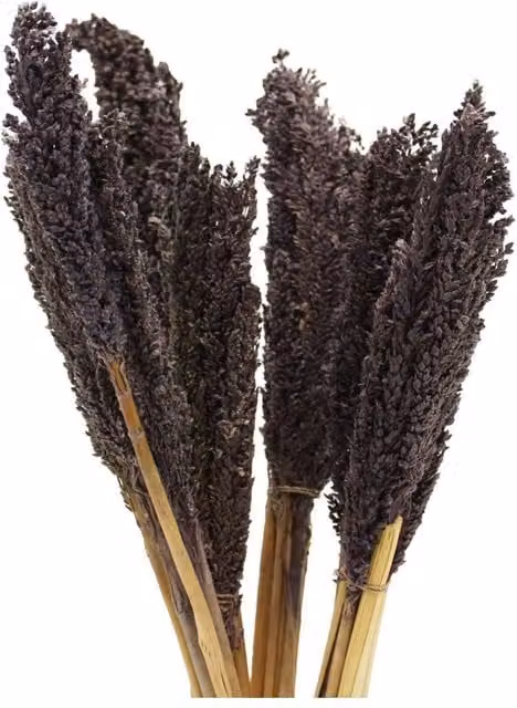 KDMD Vibrant Cantal Grass Bunch Dried Coloured Floral Decor, Black, Height: 50 cm