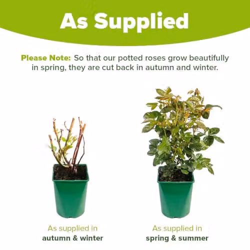 YouGarden Arthur Bell Yellow Flowering Rose Established Plant in 3-4 Litre Pot – 3