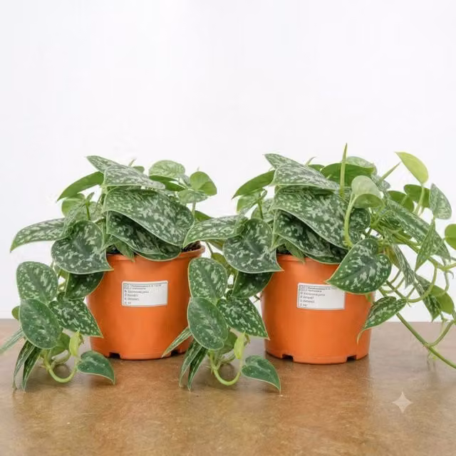 Plants By Post Scindapsus Trebie Pothos Indoor Houseplant, Green and Silver, 1L