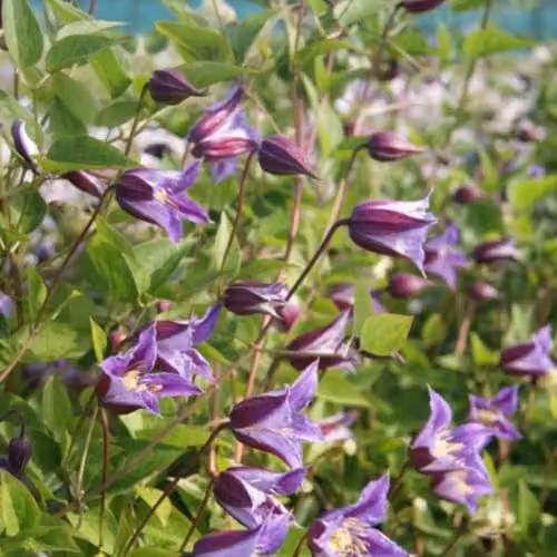 Thompson & Morgan Clematis texensis Prince William Hardy Perennial Climbing Plant with Violet and Maroon Flowers, 3 Litre Pot