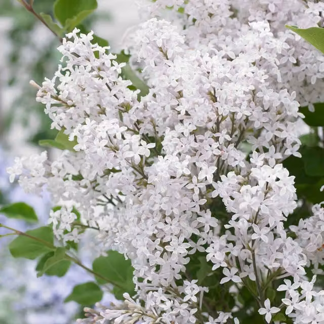 Marshalls Garden White Dwarf Lilac Syringa Ornamental Shrub