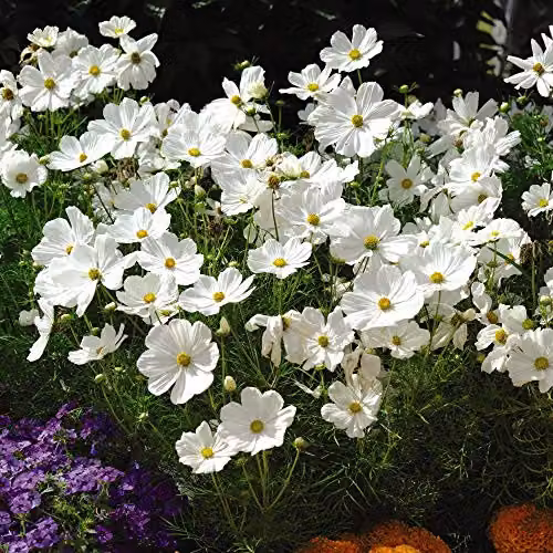 Thompson and Morgan Cosmos bipinnatus Psyche White Annual Flower Seeds, 75 Seeds