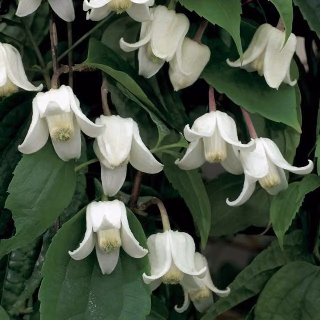Plant Theory Clematis Winter Beauty White Flowering Climbing Vine Plant, Green