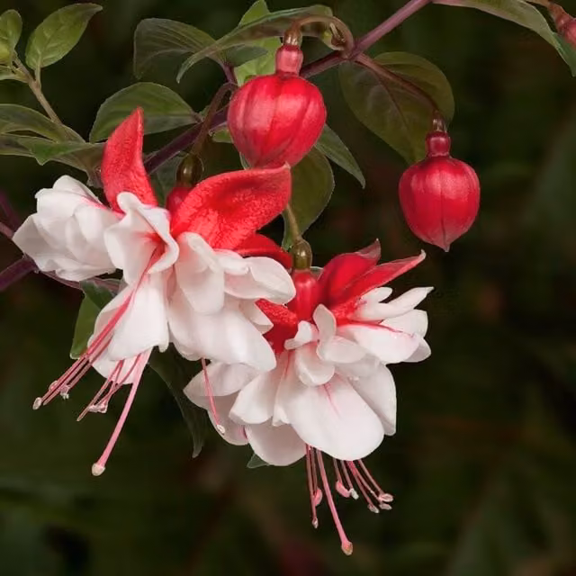 Set of 3 Plant Theory Fuchsia Bedding Plants in 9cm Pink Pots