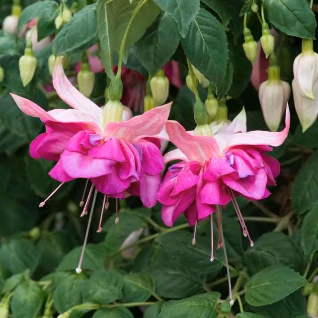 Marshalls Garden Pink Fuchsia Bella Rosella Bedding Plant