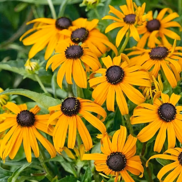 Marshalls Yellow Rudbeckia Goldsturm Perennial Ornamental Garden Plant