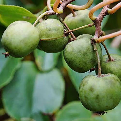 Thompson and Morgan Issai Kiwi Fruit Climber Garden Plant, Hardy Actinidia Deliciosa, 1 x 9cm Potted Plant – 1