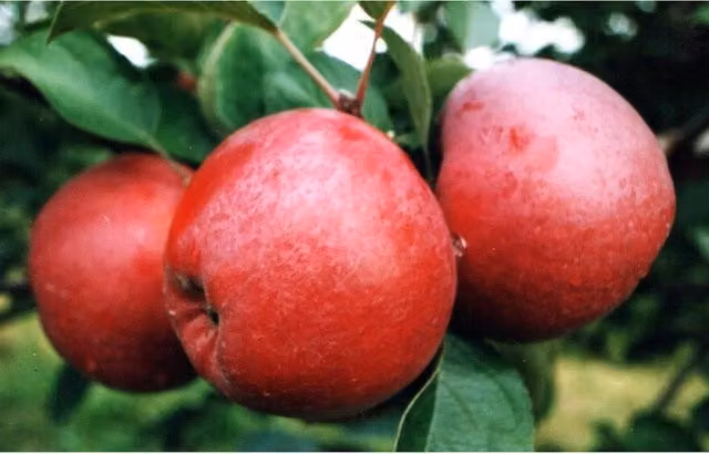 Directplants Spartan Apple Fruit Tree, Red, 12L Pot, 182.88 cm Height