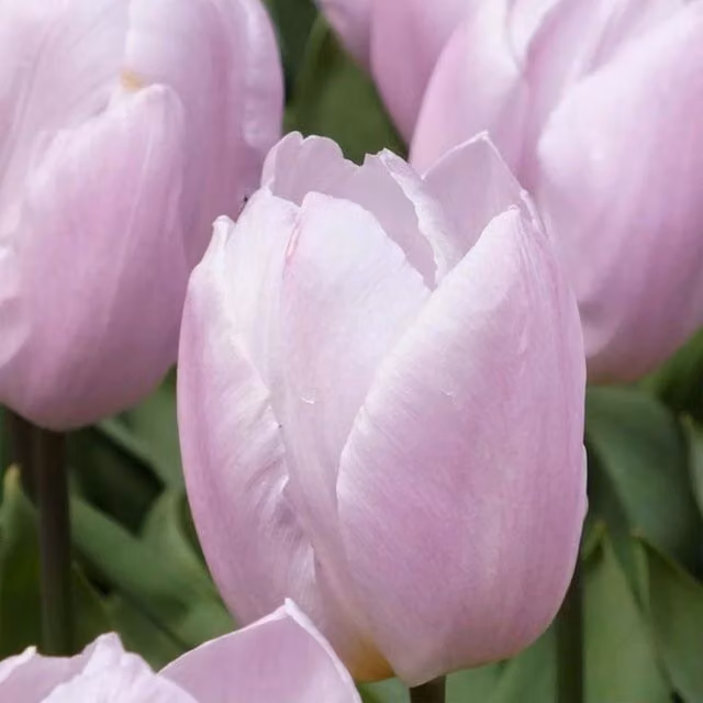 Plants By Post Tulip Candy Price Triumph Bulbs, Soft Pink, 15 Bulbs per Bag