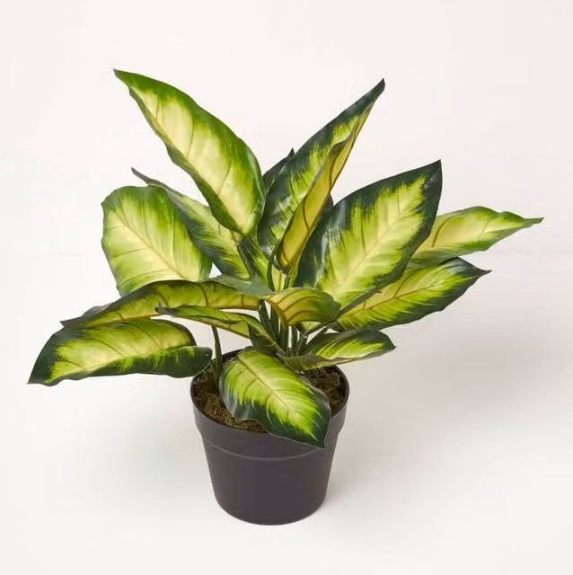 Homescapes Dieffenbachia Dumb Cane Plant in a Green and Black Abstract Rectangular Pot, Height: 50 cm