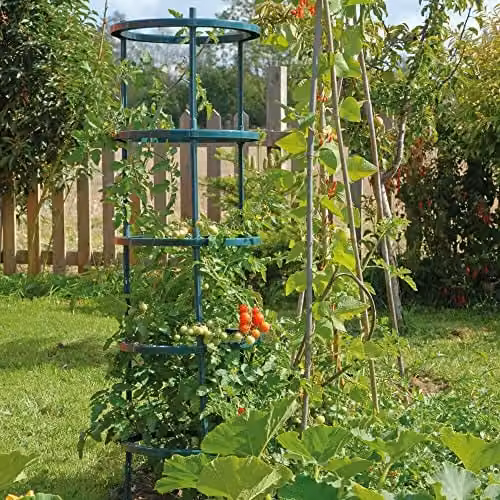 Thompson and Morgan Obelisk Tomato Growing Supports, Pack of 3, Black and Green Plastic – 3
