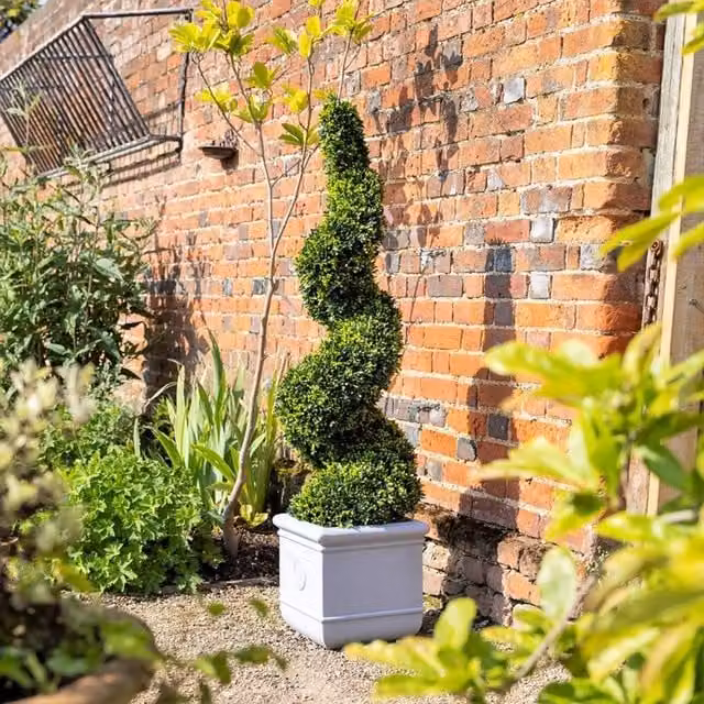 Primrose Artificial Grass Spiral Swirl Topiary Bush, Green, Height: 150 cm – 1