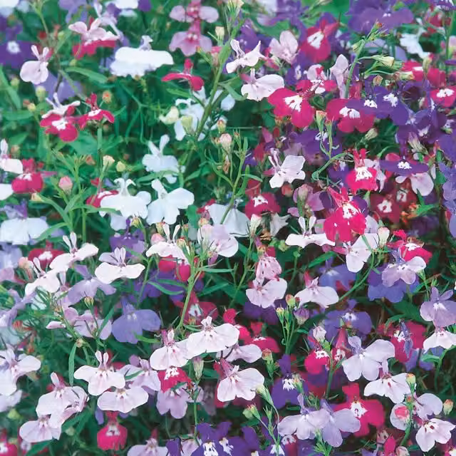 Unwins Lobelia Long Flowering Mix Multicolour Flower Seeds