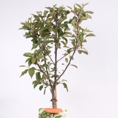 Thompson & Morgan Wonder Tree Elstar Apple Compact Patio Fruit Tree (Height: 1.4 m) – 3