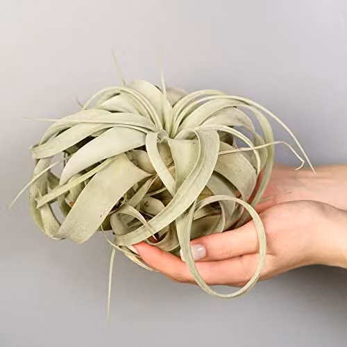 Thompson & Morgan Tillandsia Xerographica Air Plant, Green and Purple Indoor Houseplant, Width: 18 cm