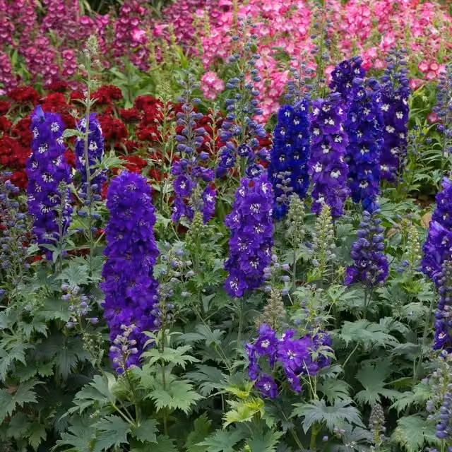 Marshalls Garden Delphinium Magic Fountains Dark Blue and White Perennial Plant