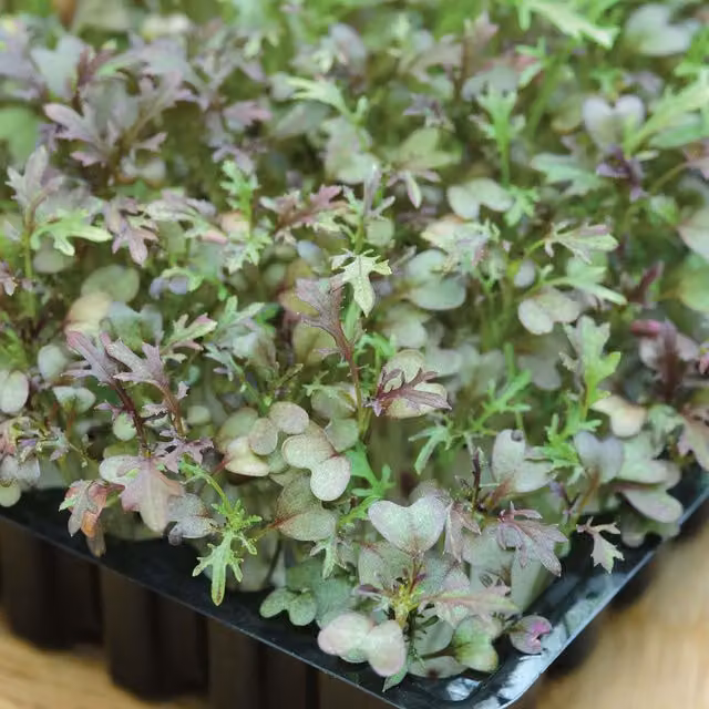 Unwins Red Frills Mustard Microgreens Vegetable Seeds