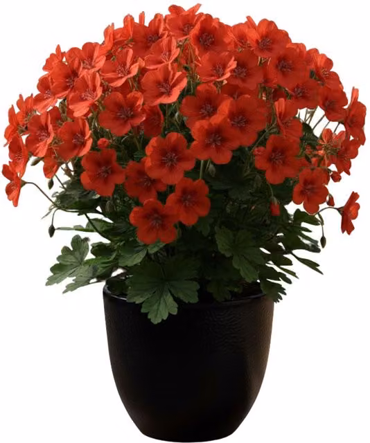 Plants by Post Geranium Pelargonium Vancouver Centennial with Orange-Red Flowers in a 1L Pot