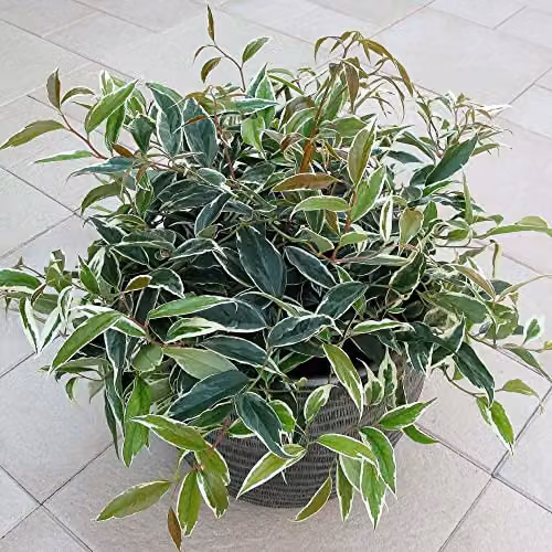Thompson and Morgan Leucothoe fontanesiana Whitewater Evergreen Hardy Ornamental Shrub with White Flowers and Variegated Foliage, 3.6-Litre – 2