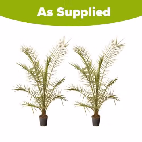 YouGarden Pair of Hardy Phoenix Palms, Canary Island Date Palms, 0.8-1m Tall in 20cm Pots – 4